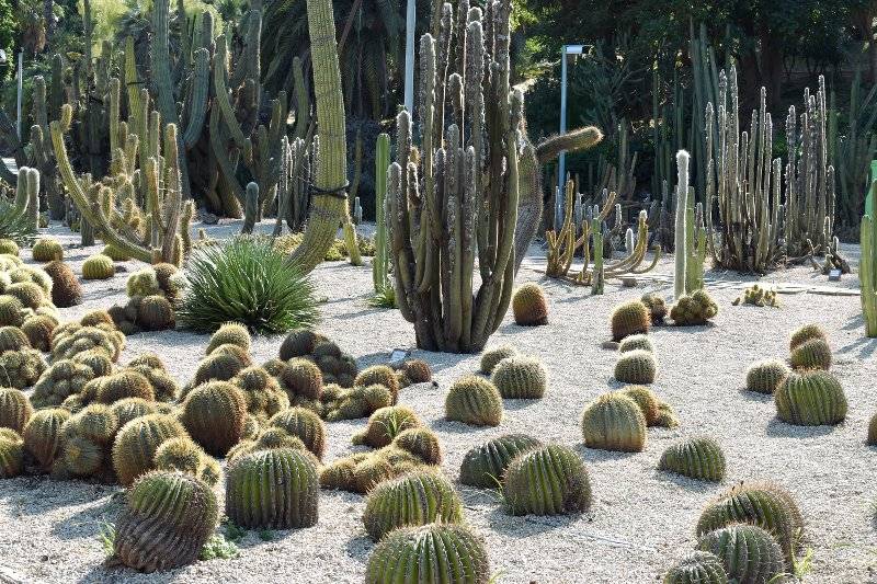 Jardins Mossén avec des cactus lors de mon voyage à Barcelone